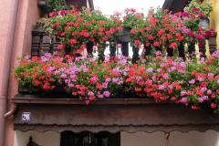 DSCN0881